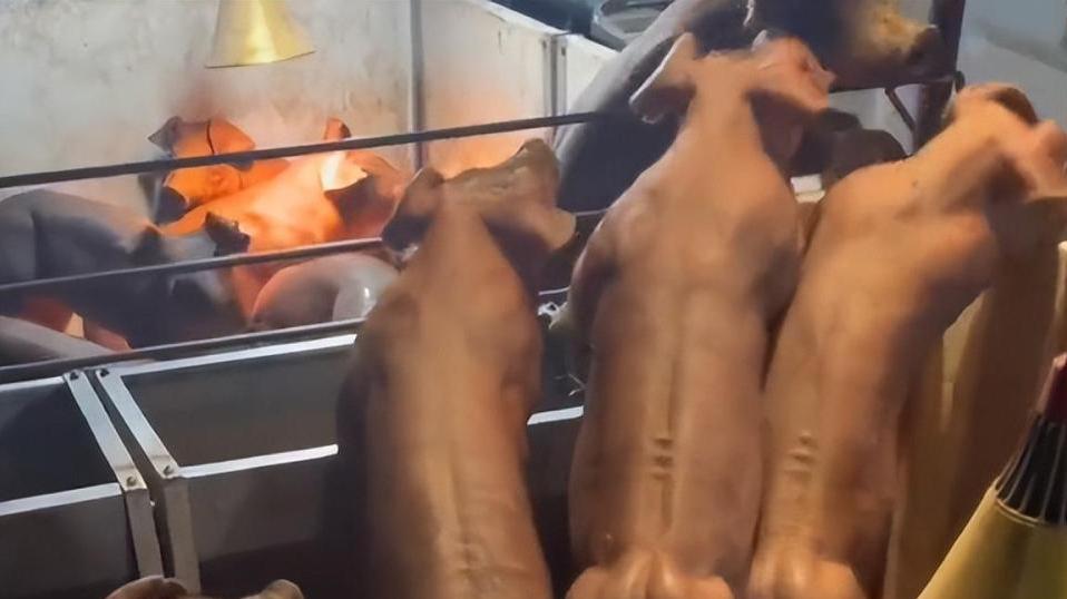 云南养猪场的“肌肉猪”火了，最高卖到8万一头，在国外被奉为极品
