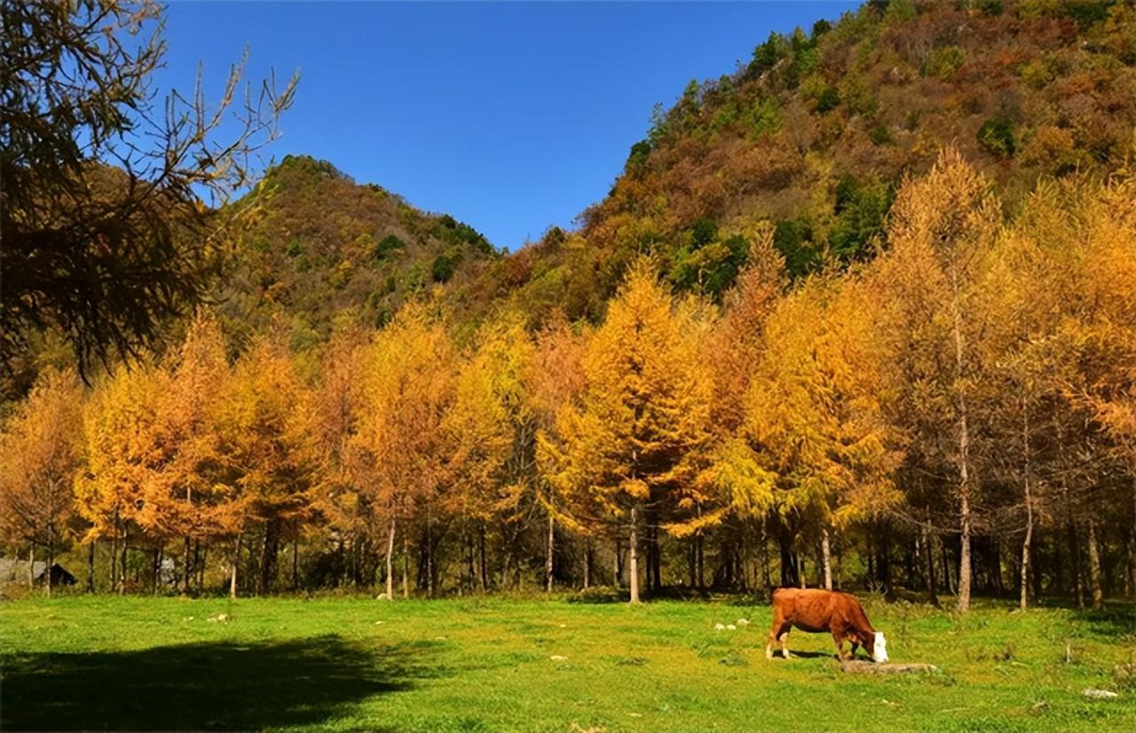 天水张家川初冬的十大雅事,你体验过几件