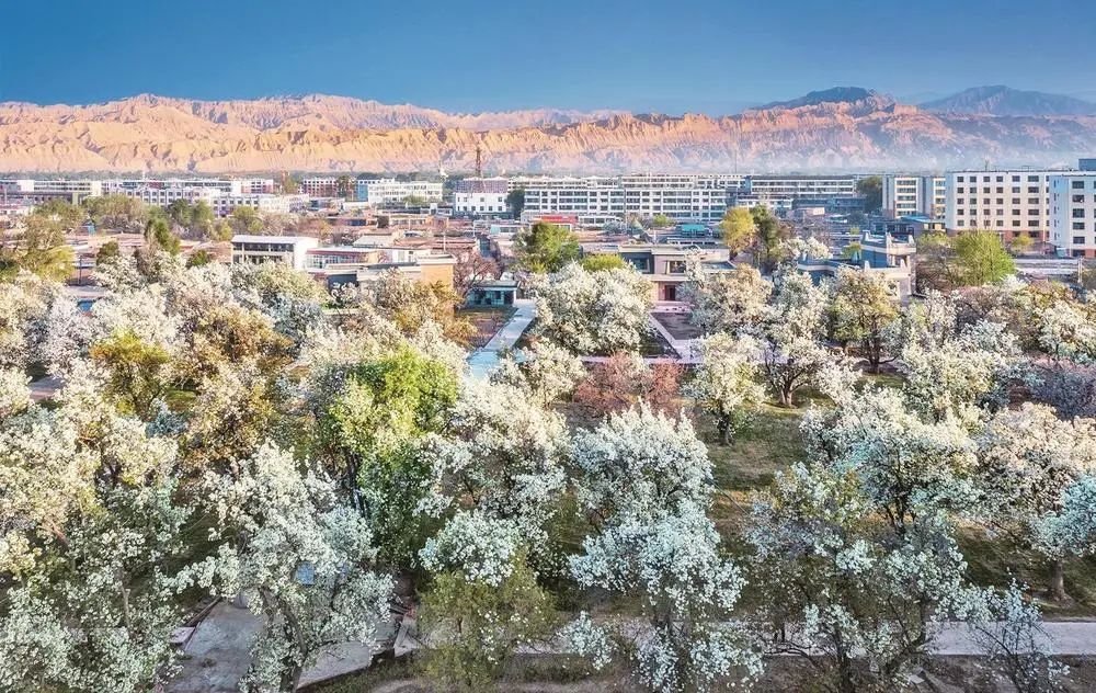 图片均由青海省林学会提供一树梨花带火"美丽经济""2010年贵德县古树