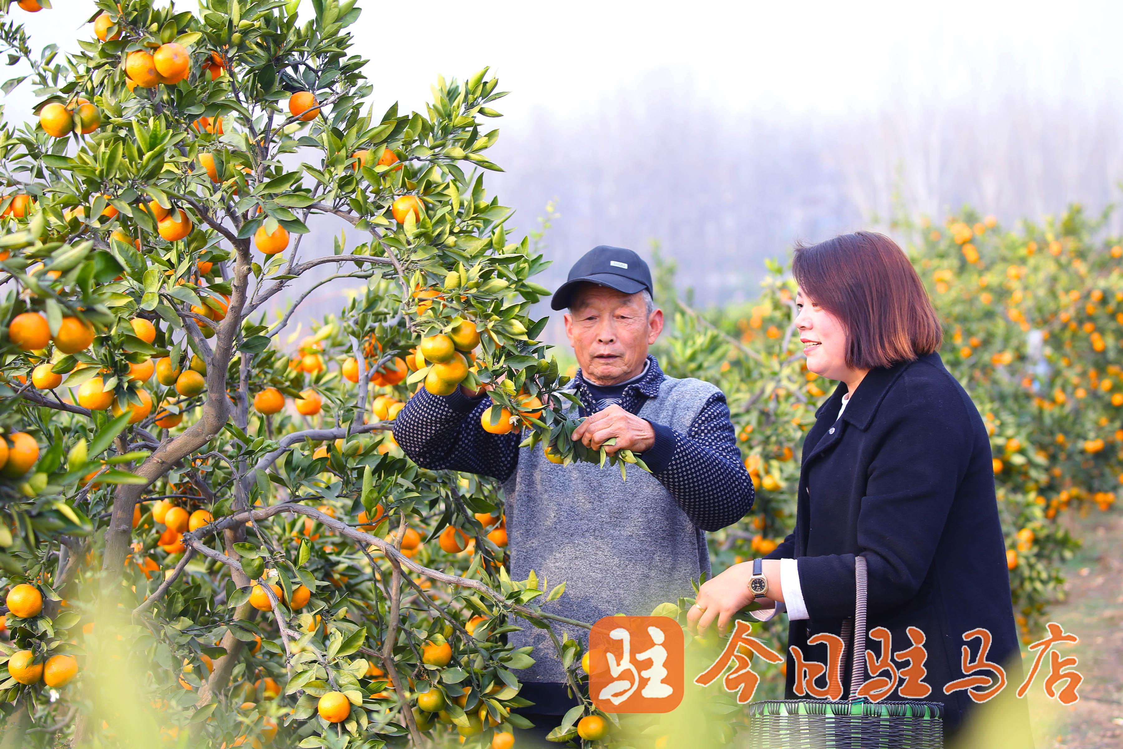 泌阳县春水镇恶霸图片