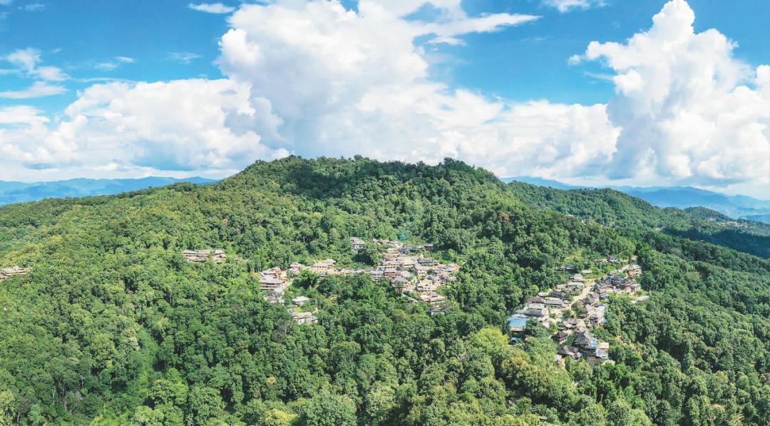 绿叶变金叶日子更红火人民日报海外版聚焦云南省普洱市景迈山