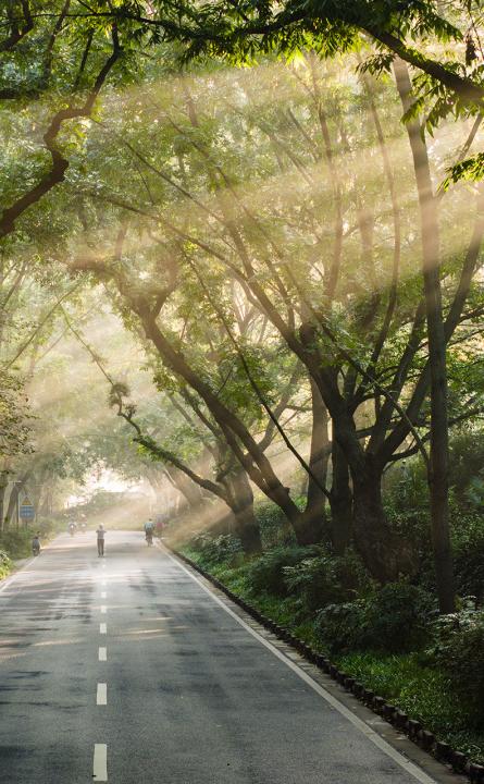 江苏梧桐荫图片