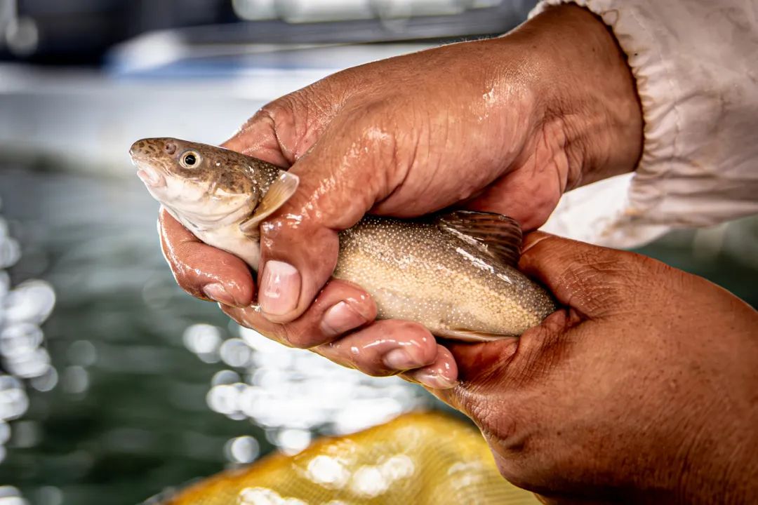 【悦视 | 国能光影】(第26期)濒危土著鱼的增殖家园