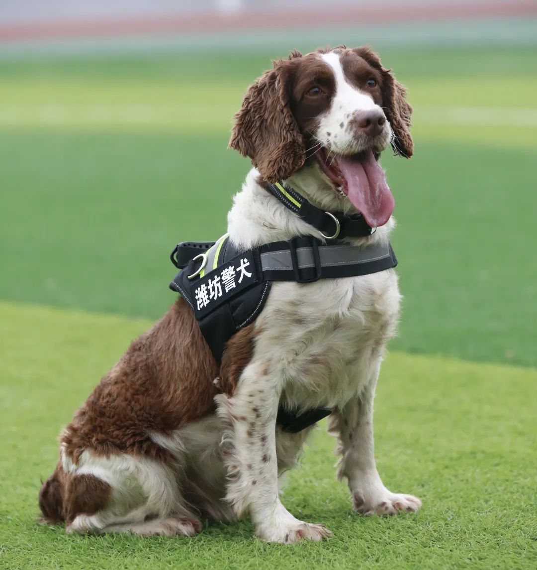 警犬照片大全图片大全图片