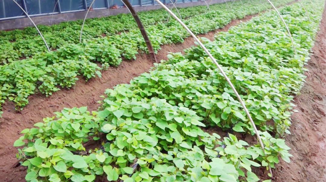 五头镇:红薯育苗忙 产业新希望_澎湃号·政务_澎湃新闻-the paper