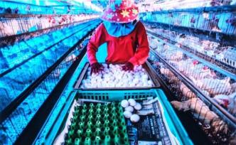 “中国肉食地图”：山东河南动物产品产出最多，广东消费最多