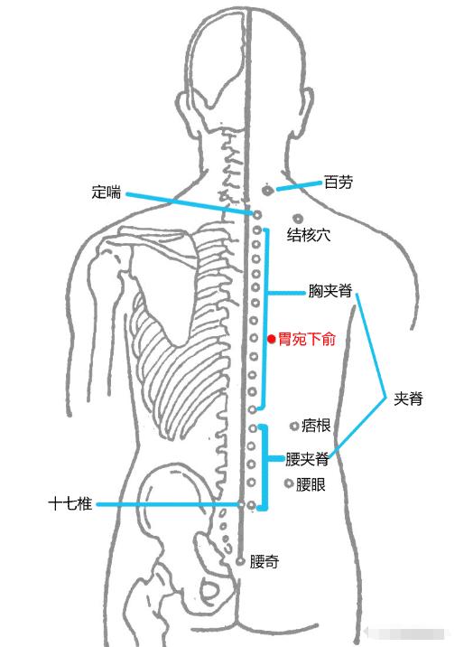 十二俞的准确位置图片图片