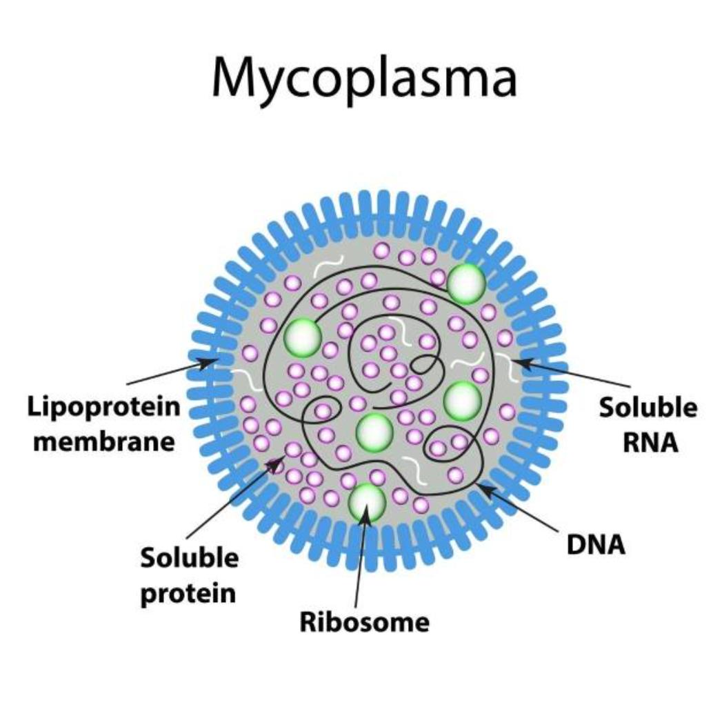 瑞金药师讲用药|支原体"肆虐" ,"应运而生"的阿奇霉素