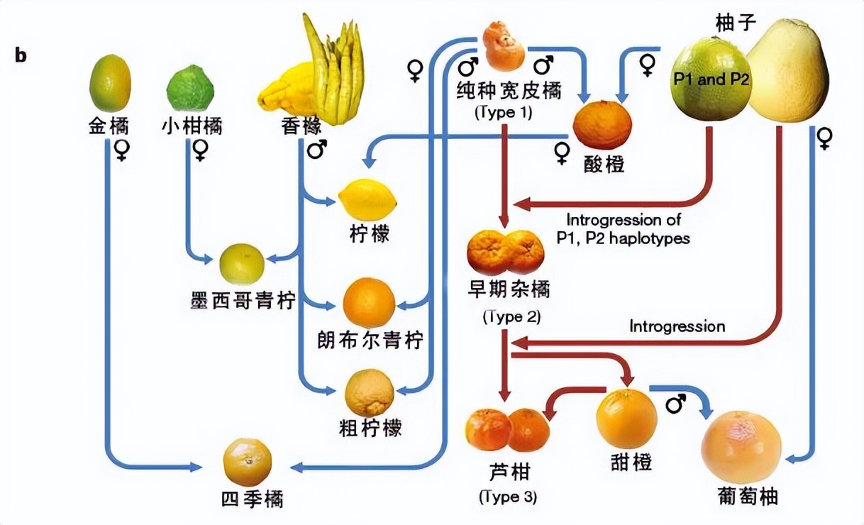 水果杂交原理图片