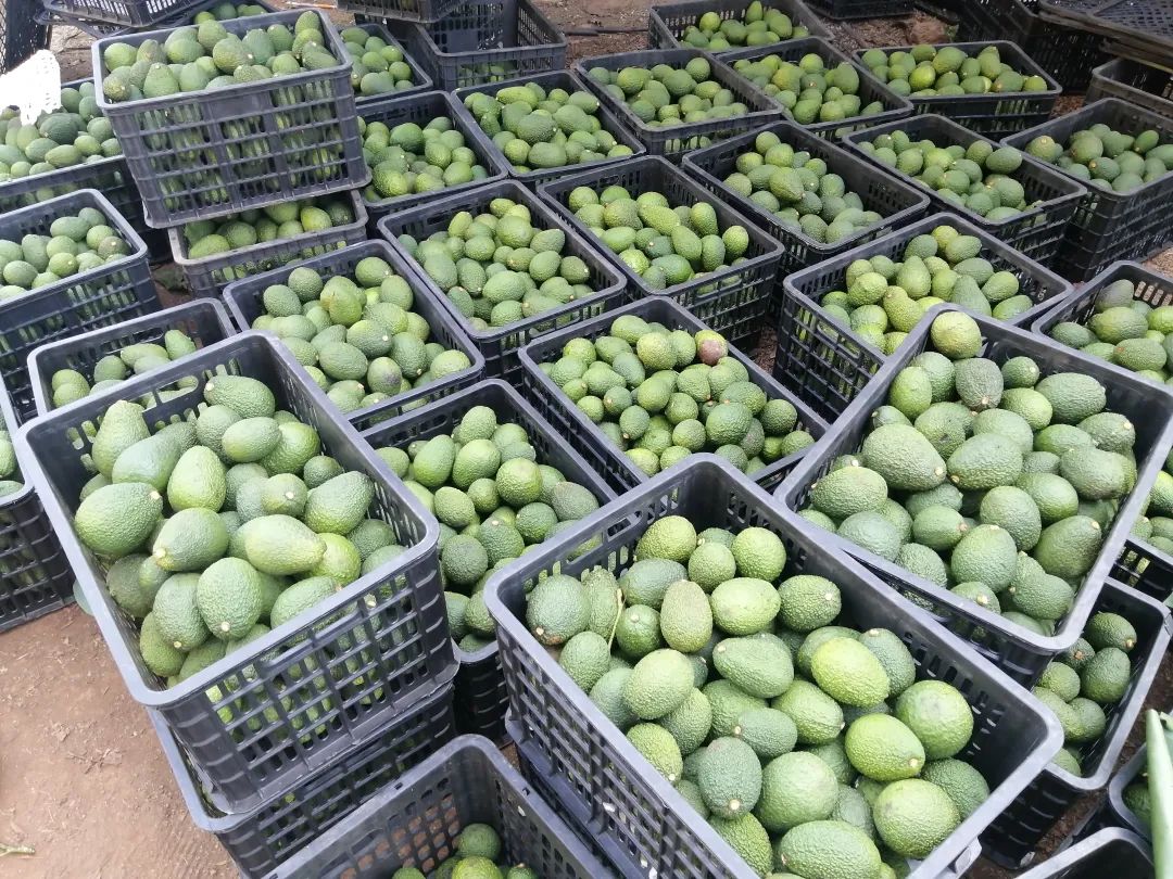 实干兴普 奋勇争先 | 孟连:创新"334"利益分配机制 共享牛油果产业