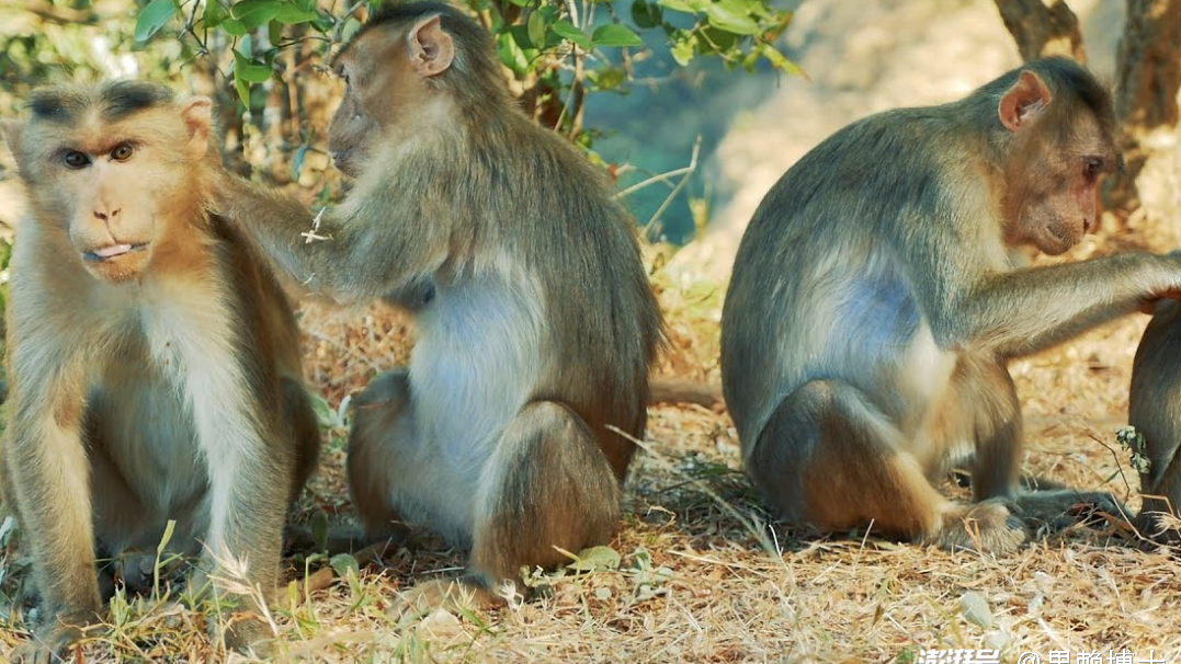 为何猴子爱给同伴“捉虱子”？其实它们是在享受美味大餐​