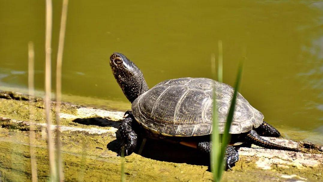 乌龟为何能长生不老？原来它有一颗能在体外跳动一小时的心脏