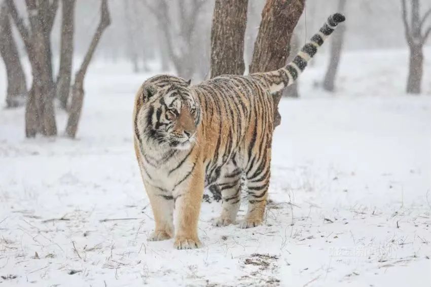 东北虎雪地撒娇卖萌