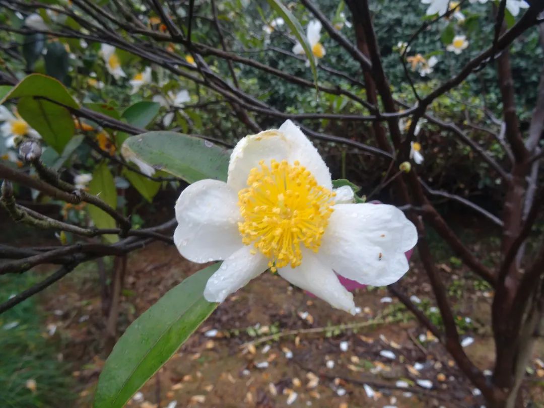 茶梅——秋冬时节的阳光茶花