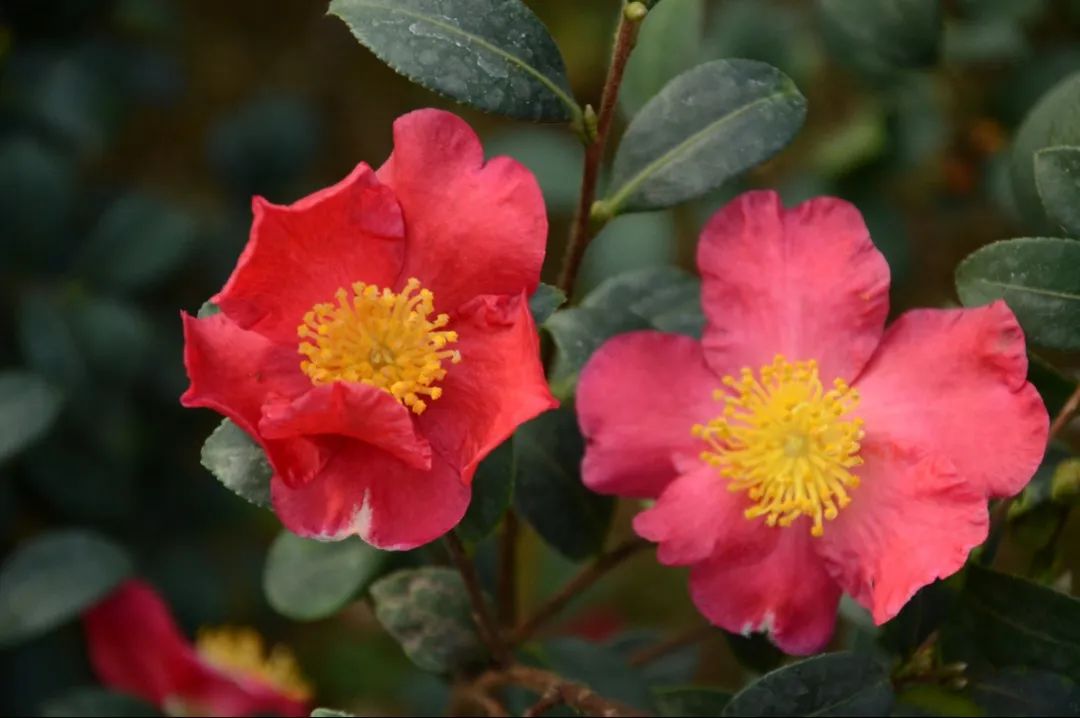 茶梅——秋冬时节的阳光茶花