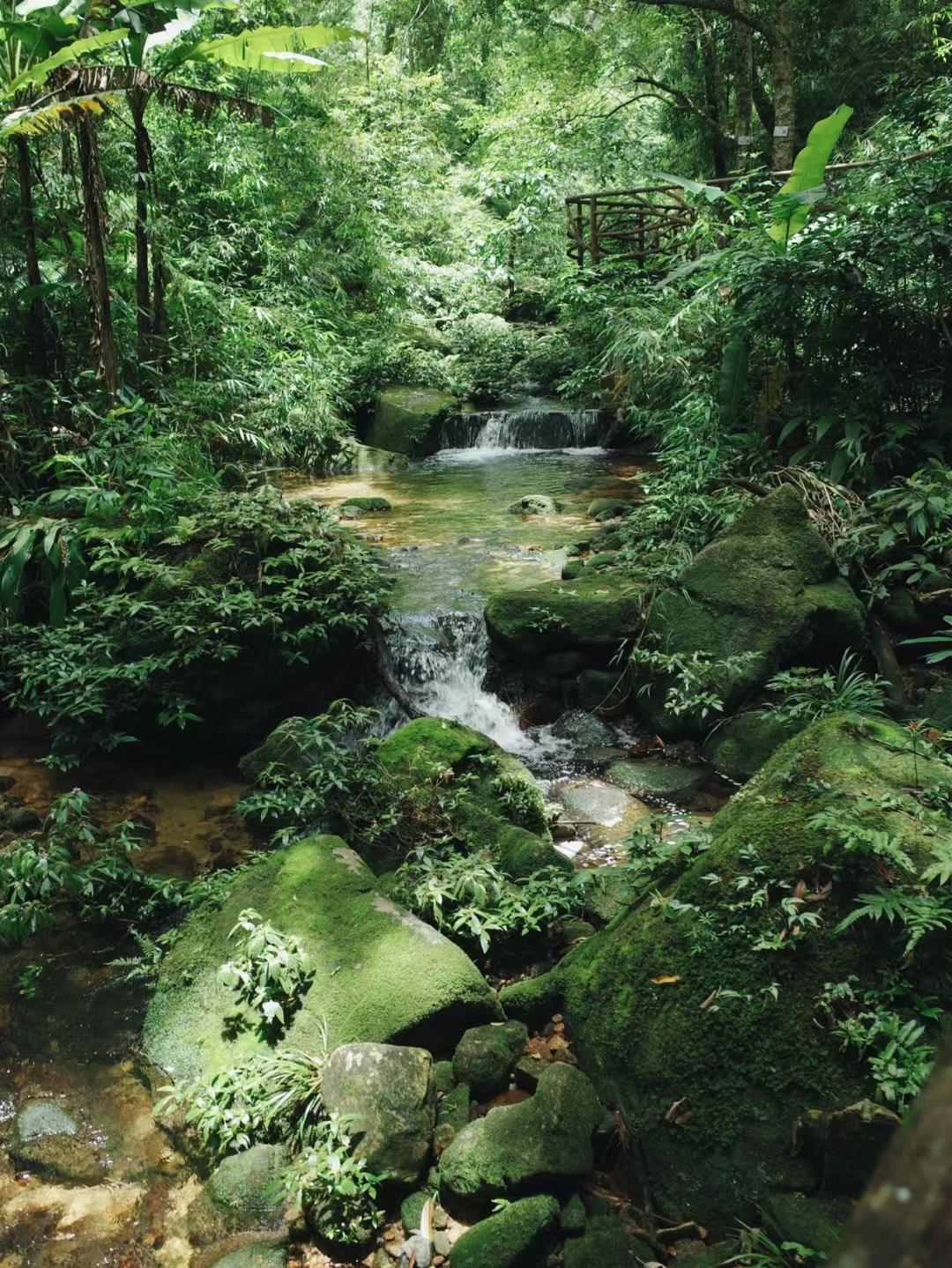 7%,被称为"热带雨林展览馆",漫步其间,一秒穿越最奇幻的自然王国.