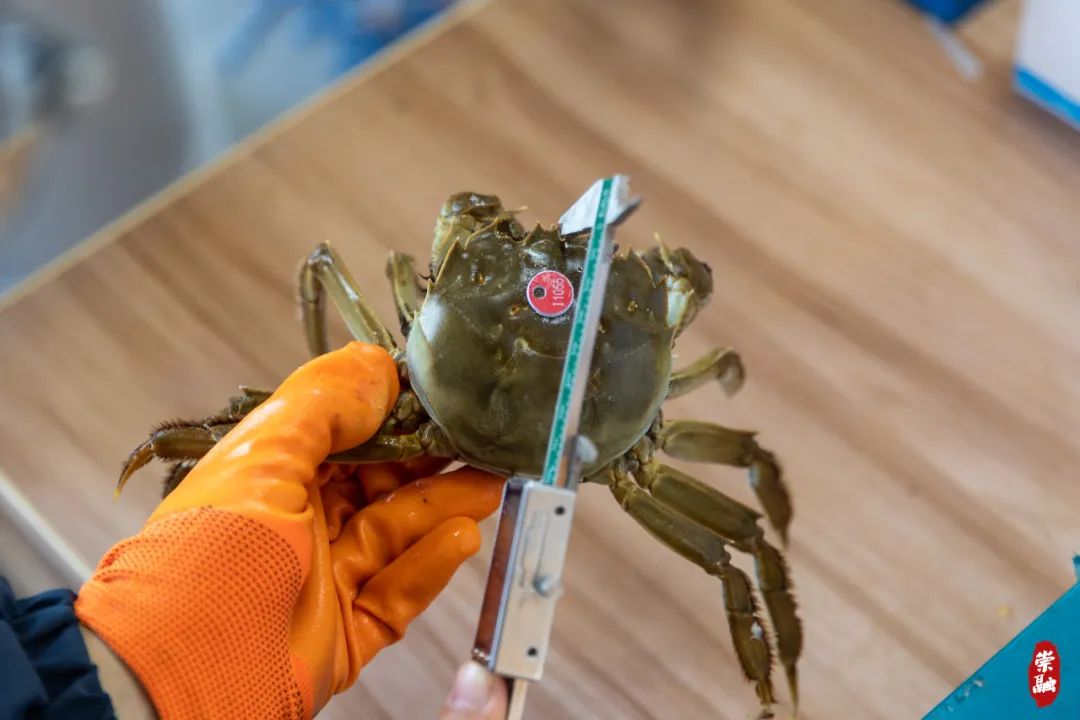由王教授进行外观和体重方面的基本把关,筛选出符合亲本要求的亲蟹;在