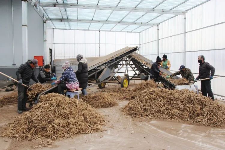 時下,在扎魯特旗魯北產業園的天誠中藥材有限任責公司藥材加工廠裡