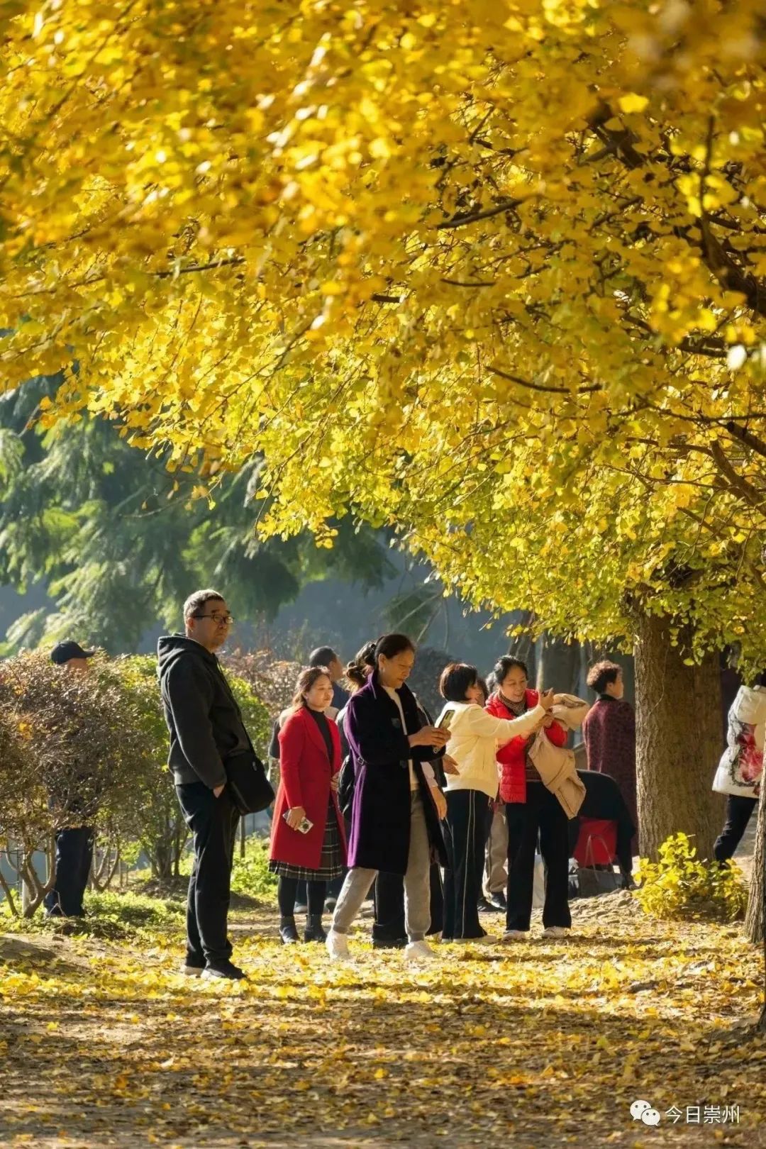 2022禅林寺古银杏风景园游玩攻略,每年的10月底，银杏树叶变黄... 【去哪儿攻略】