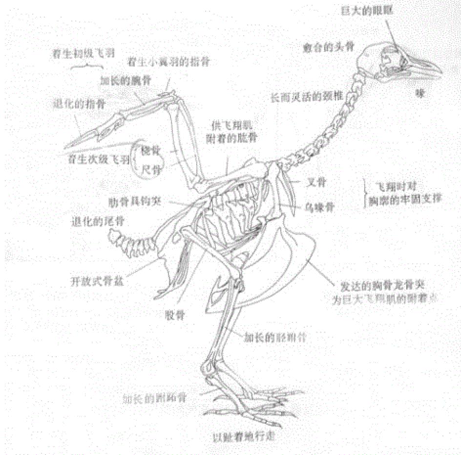 鸟的骨骼结构图高清图片