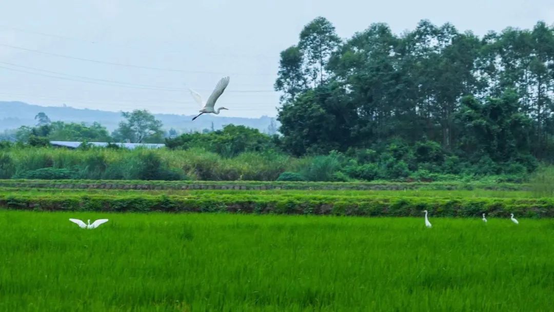 不予不取,就地发展丨临高县新盈镇全域土地综合整治项目实施方案_澎湃