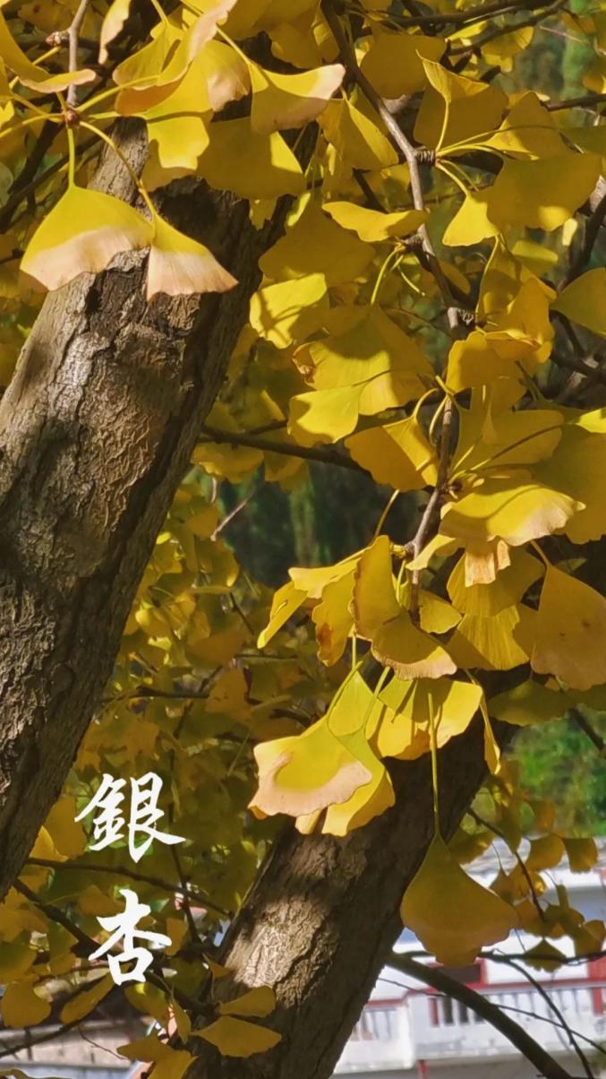 一起向温暖的冬天漫溯满地碎金与树上的黄色诗意交错一眼望去这个秋天