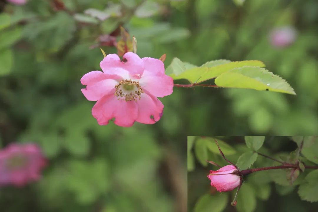 探秘!长白山植物千"种"风情~山刺玫