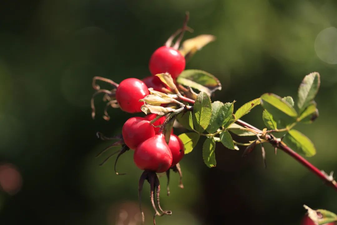 探秘!长白山植物千"种"风情~山刺玫