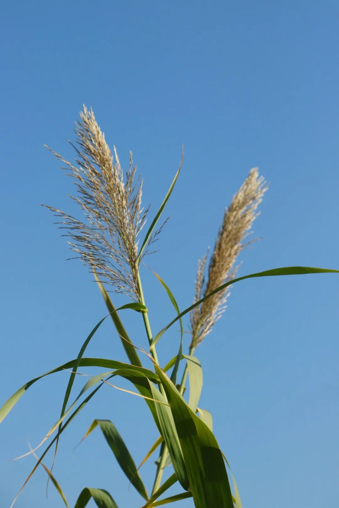 长宁这里芦苇成片,拉满初冬氛围感!