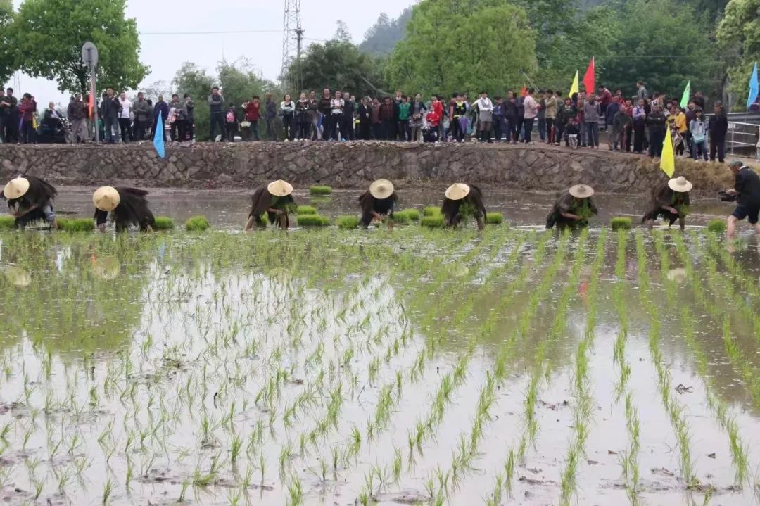 遠去的蓑衣_澎湃號·政務_澎湃新聞-the paper