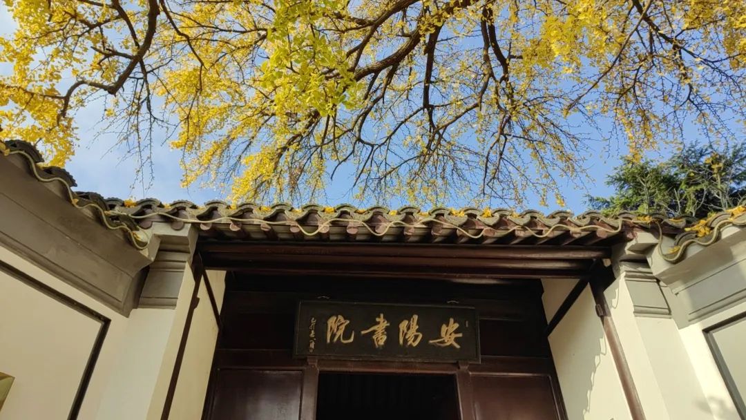 的两棵百年银杏阳山度假区安阳书院安阳书院交织成一幅多彩画卷黄叶