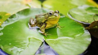青蛙的耳朵竟然可以“关机”，你知道它们是怎么做到的吗？