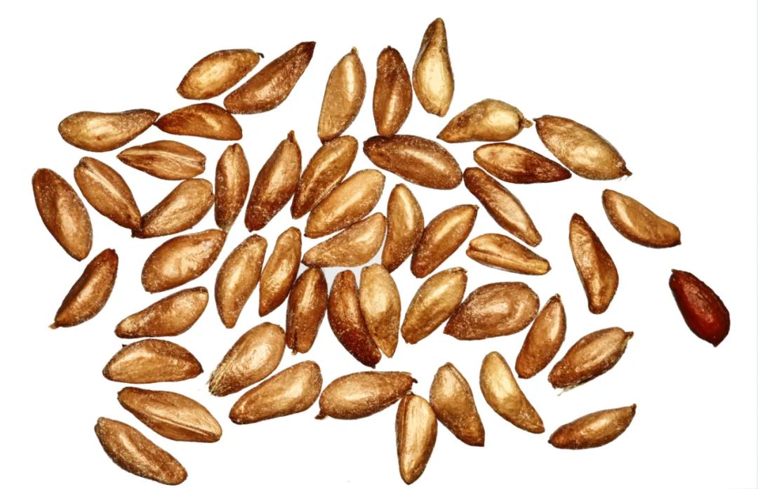 探秘!长白山植物千"种"风情~长白蔷薇