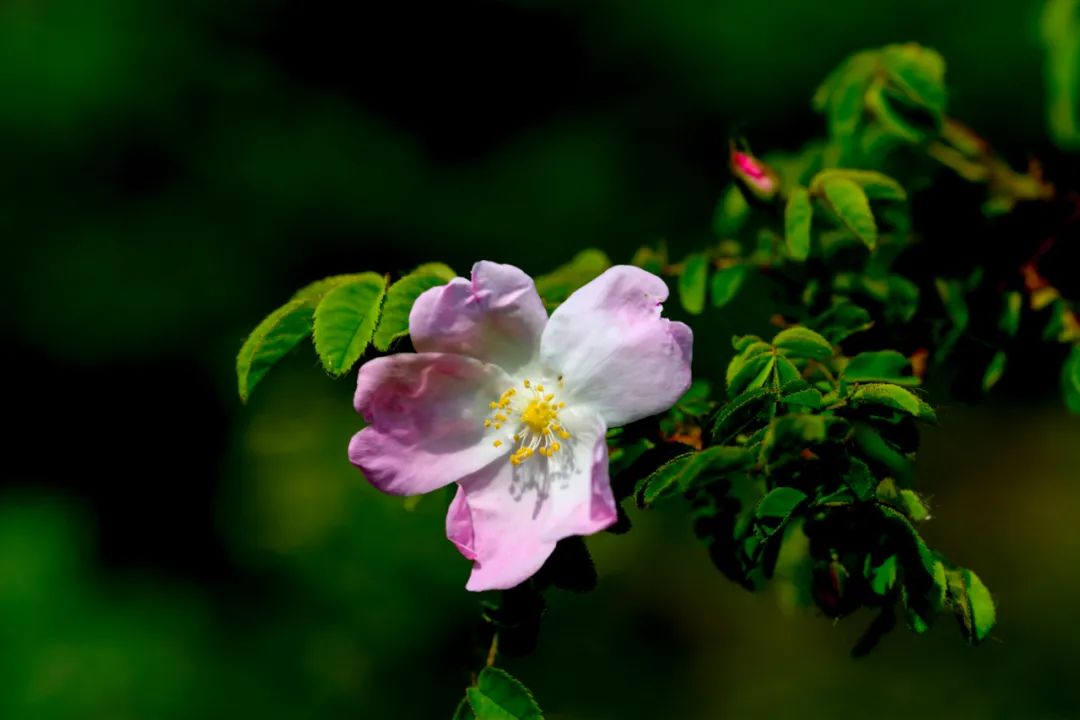 探秘!长白山植物千"种"风情~长白蔷薇