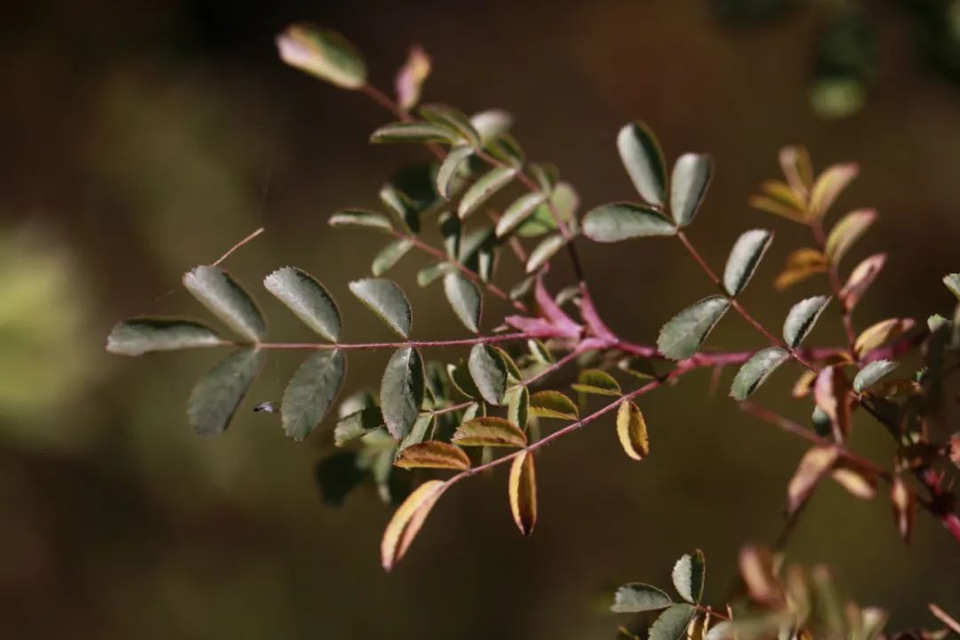 探秘!长白山植物千"种"风情~长白蔷薇