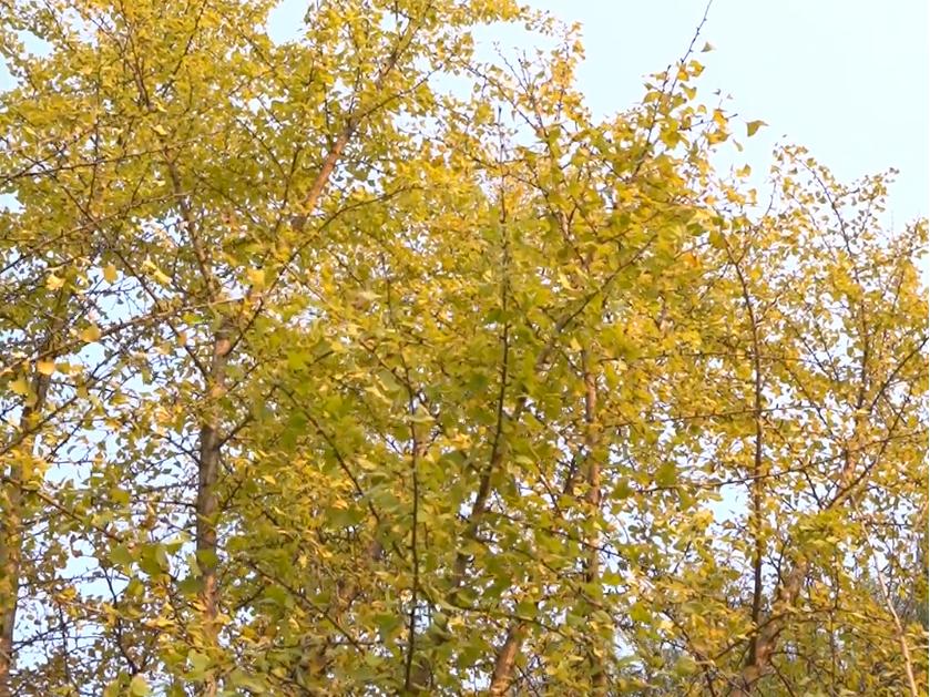 门票:40元/人地址:青浦区金商公路701号曲水园拥有200多年历史的曲水