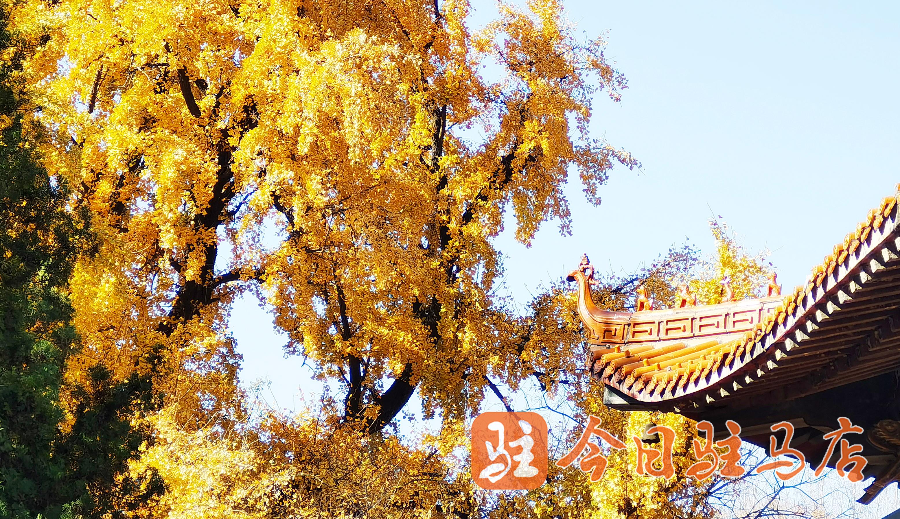 确山北泉寺银杏树图片