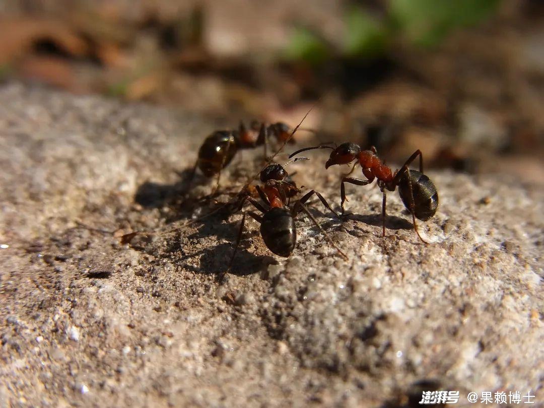 科学网—九个蚂蚁的奇趣故事 - 王从彦的博文
