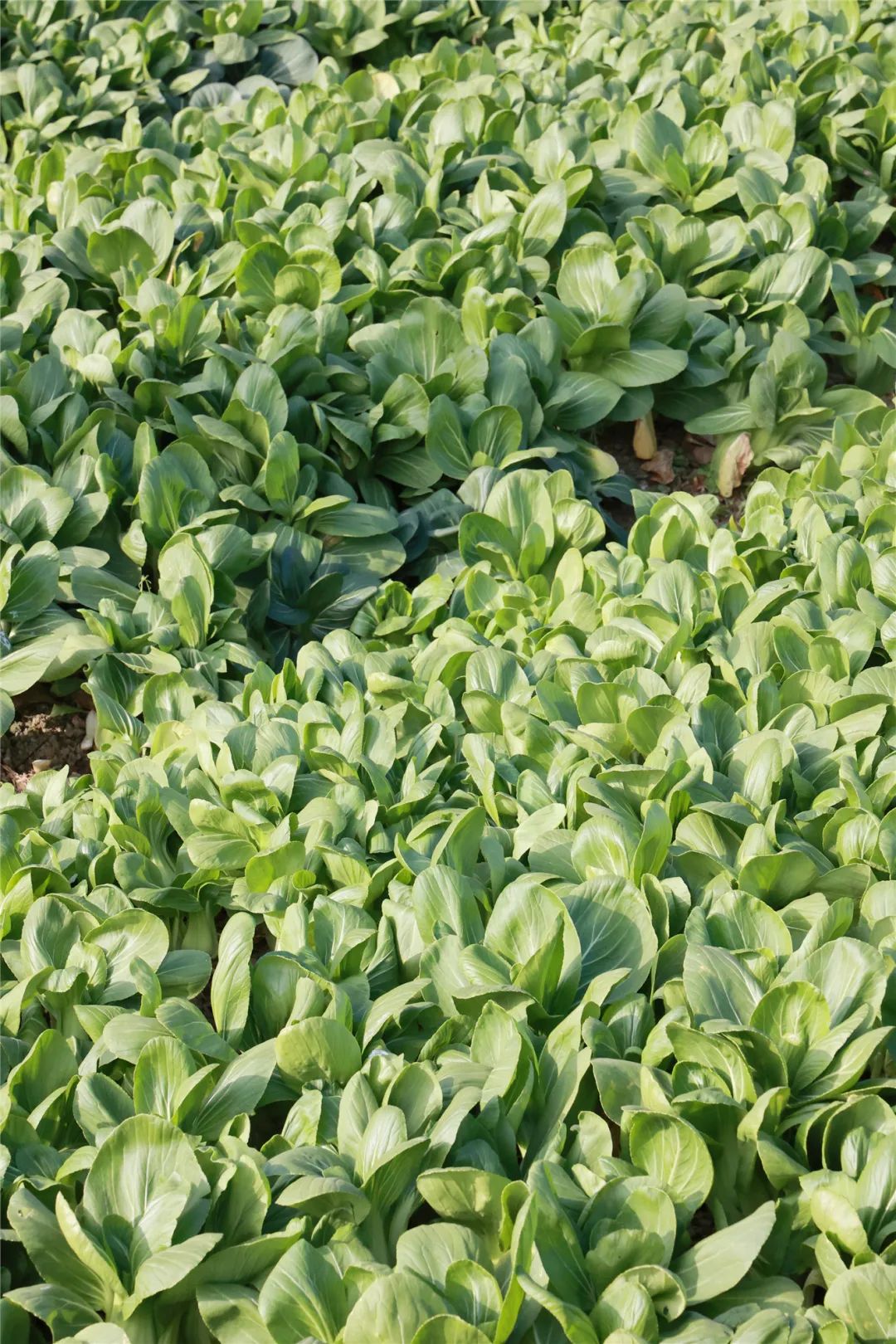 菜地里长出了霜好甜好糯这口冬日限定你吃上了吗?