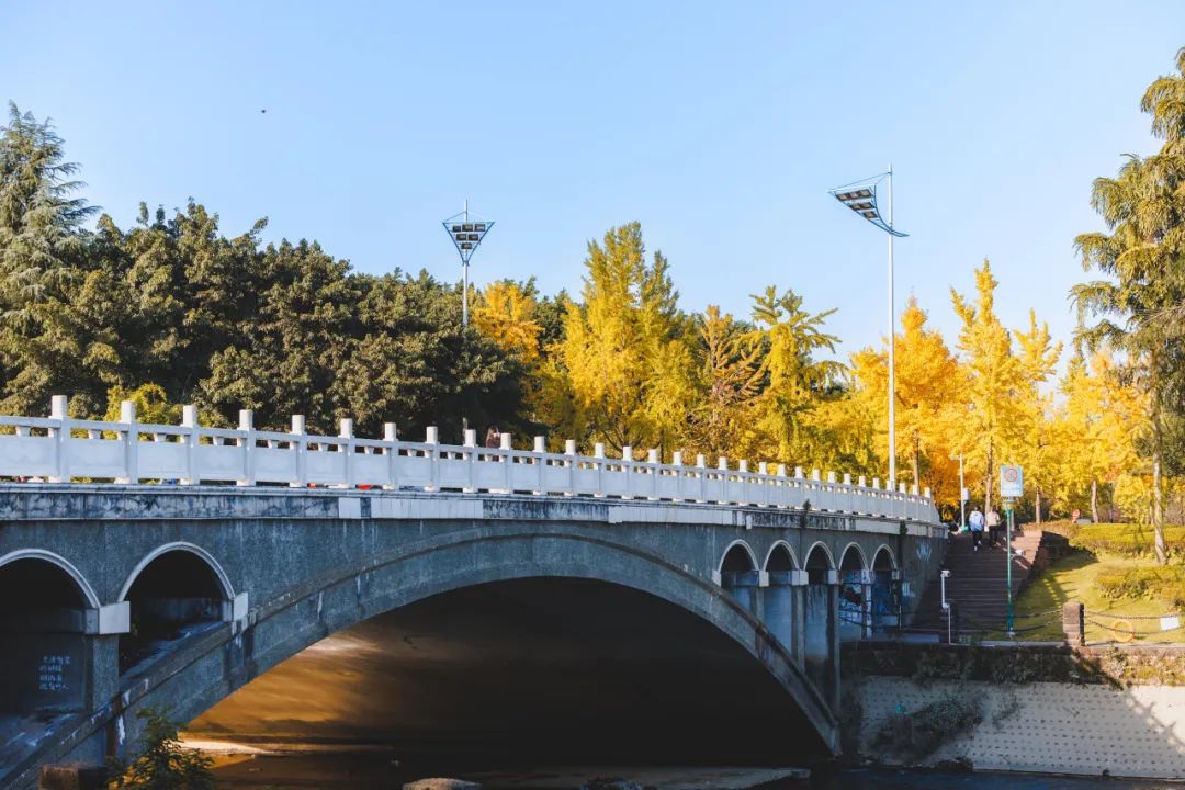 这是来自江安的伴手礼拾一片银杏夹在书页在一地碎金子里漫步白石桥趁