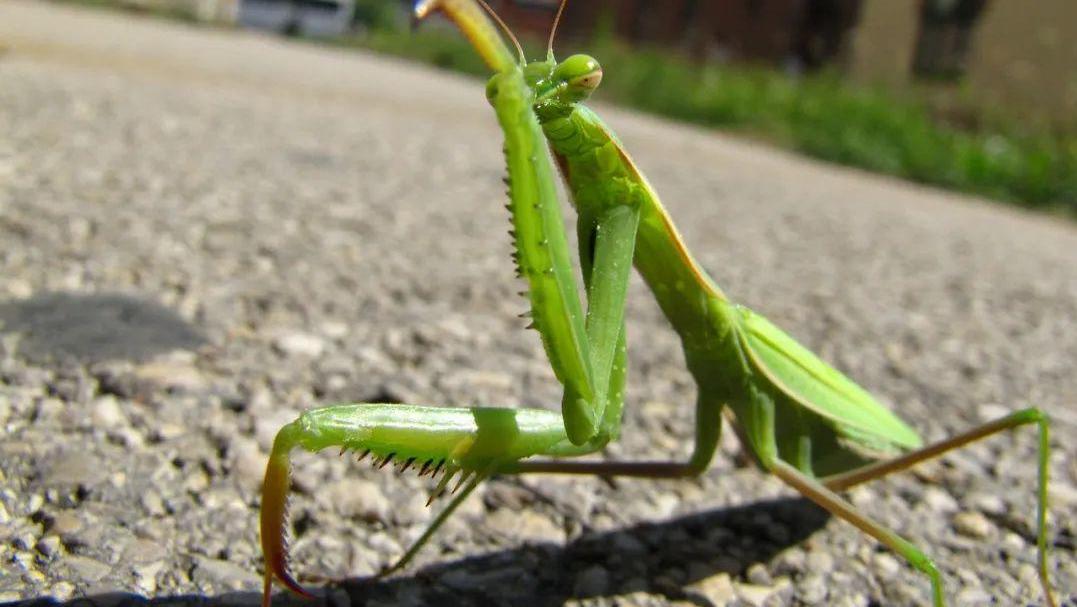 螳螂的头上没有耳朵，是怎么辨别声音的？原来耳朵在腿中间