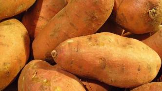 红薯浑身是宝，亩产可超过3000斤随时收获，为什么没能成为主食？