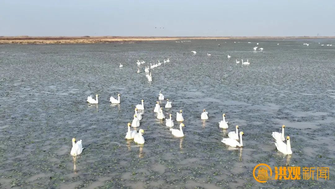 46万多羽次!大批冬候鸟飞抵南矶湿地