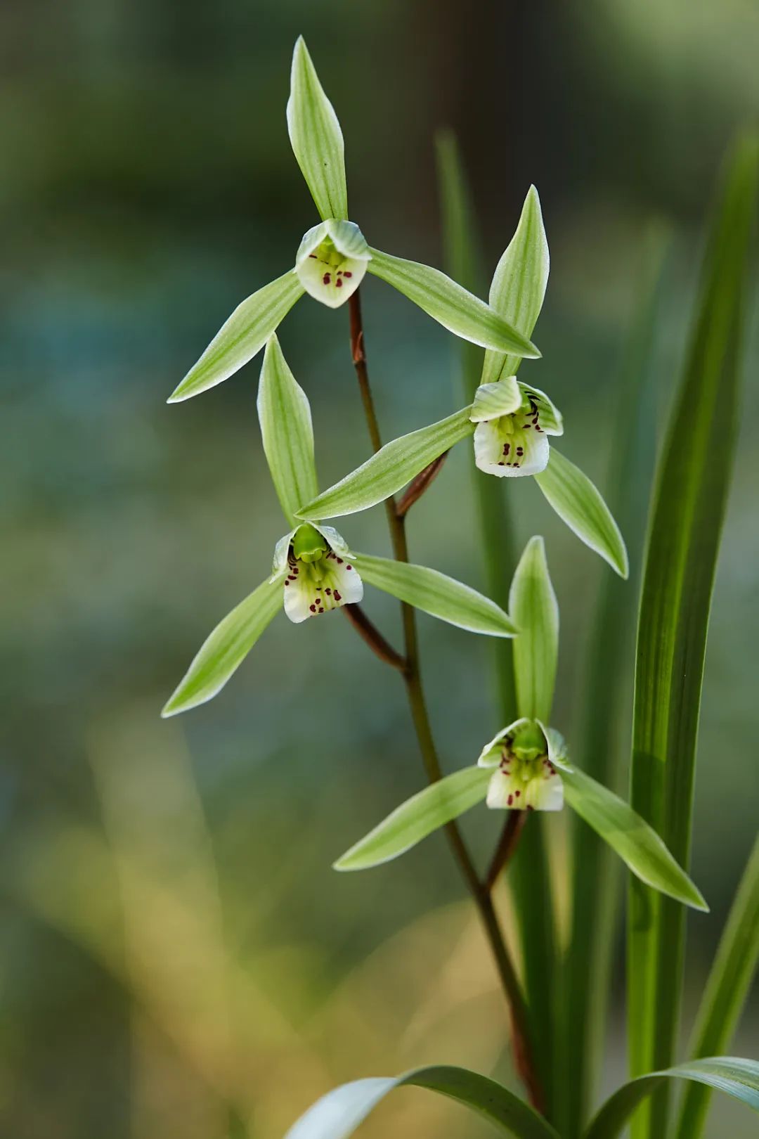 秋泽碧影,空谷天姿丨寒兰花期养护_澎湃号·政务_澎湃新闻-the paper