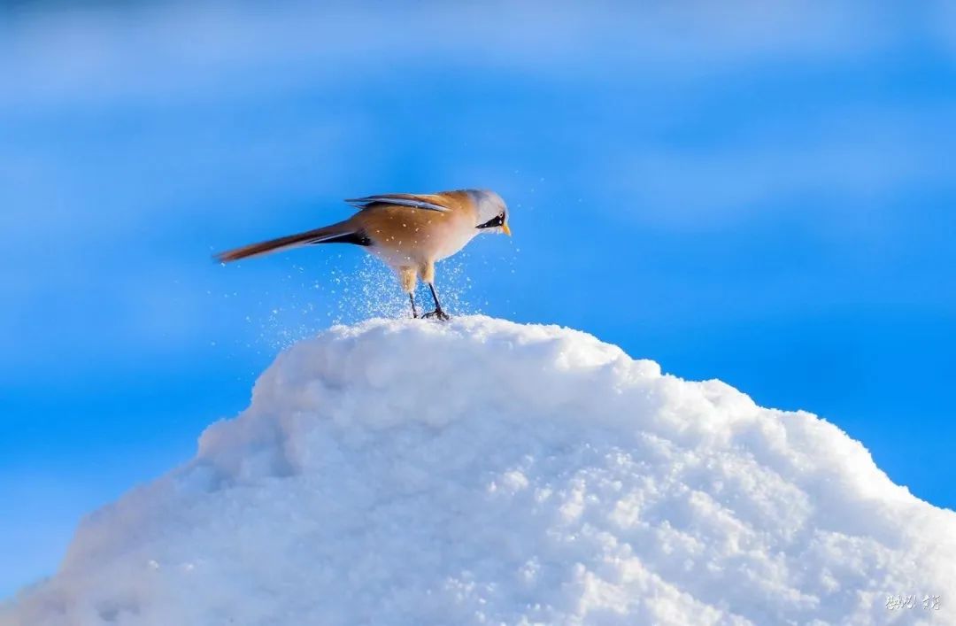 美了,大庆雪中的鸟儿