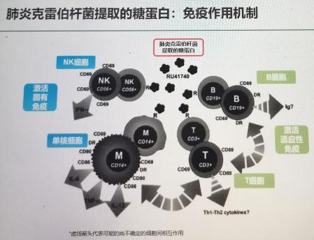 微生物製劑是一類常見的免疫調節劑,臨床常見包括:細菌溶解產物,肺炎