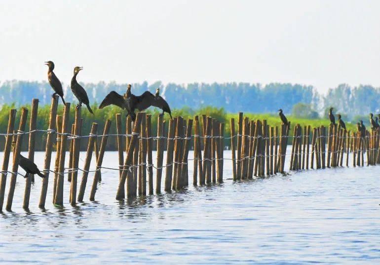 白洋淀:生態築巢鳥翩躚_澎湃號·政務_澎湃新聞-the