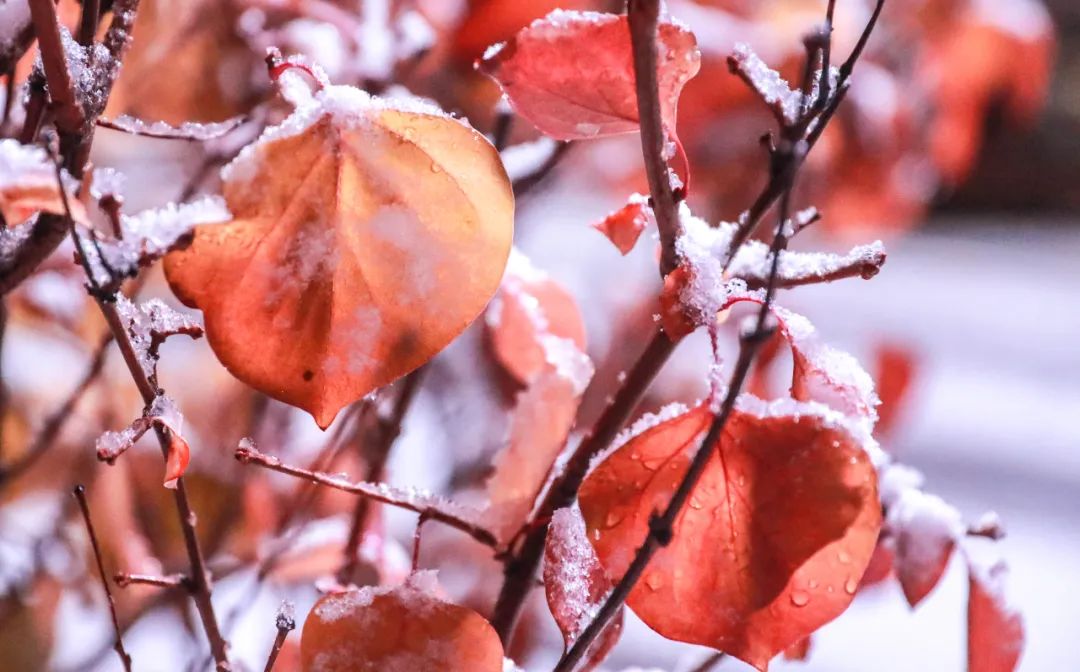 的色彩为冬夜的青城雪花飘飞下雪的视频和照片不少市民在朋友圈晒出雪