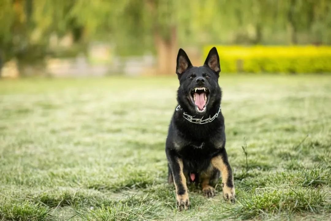 【鸢都警犬】云骁:通过公安部考核,身兼数职实战破案中显身手!