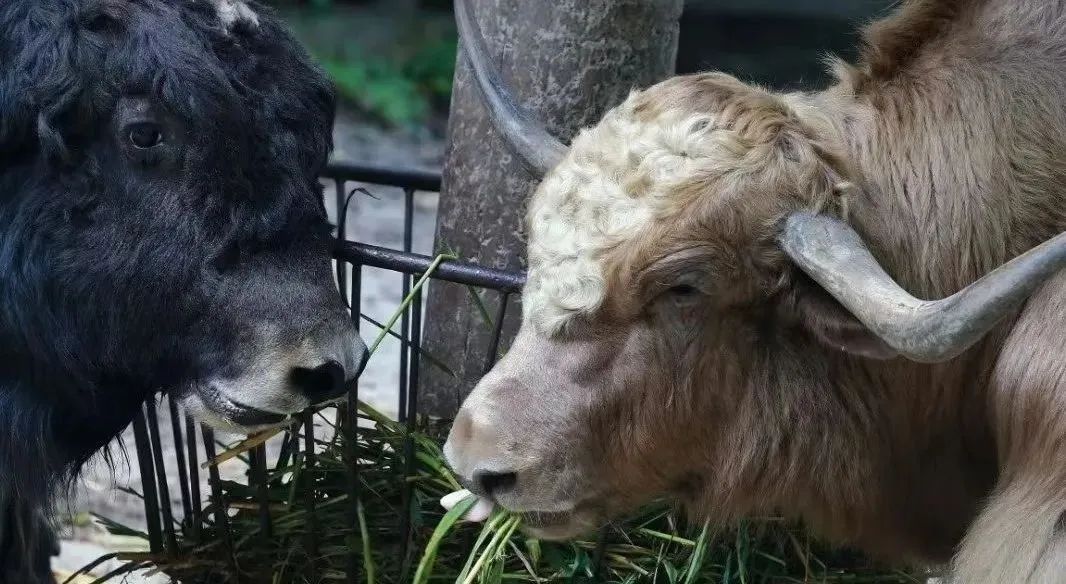 來上海動物園尋找平替_澎湃號·政務_澎湃新聞-the paper